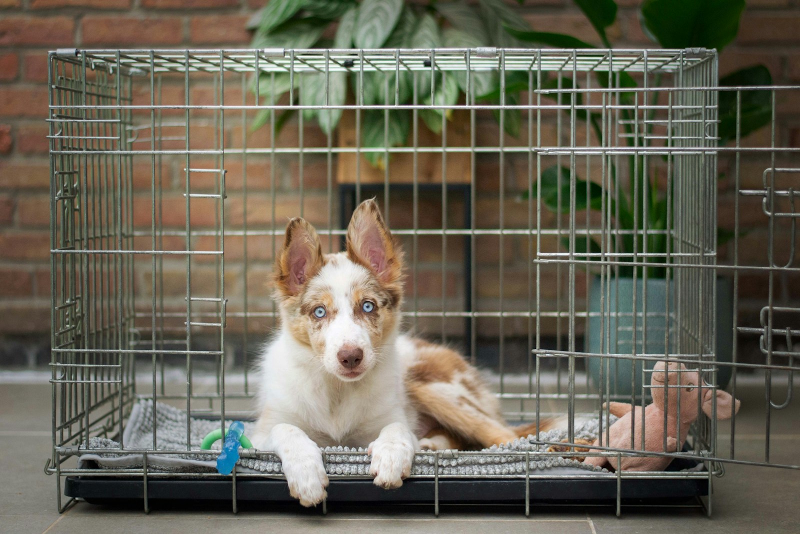 How to Choose the Right Dog Crate Size (With Chart)